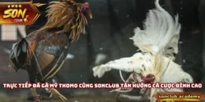 Trực Tiếp Đá Gà Mỹ Thomo - Tận Hưởng Kê Trường Đỉnh Cao