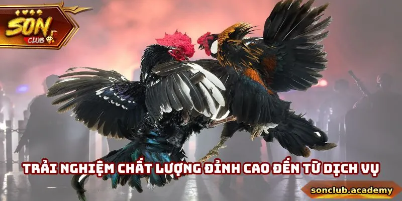 Trực tiếp đá gà Mỹ Thomo đem đến trải nghiệm với chất lượng cực kỳ đỉnh cao